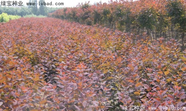 紅櫨<a href='http://njszjj.com/' target='_blank'>種子</a>
