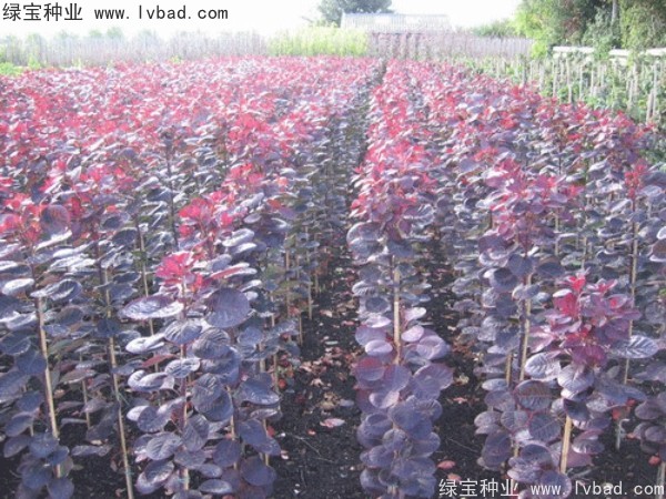 <a href='http://njszjj.com/linmuzhongzi/1842.html' target='_blank'>紅櫨種子</a>