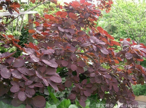 <a href='http://njszjj.com/linmuzhongzi/1842.html' target='_blank'>紅櫨種子</a>
