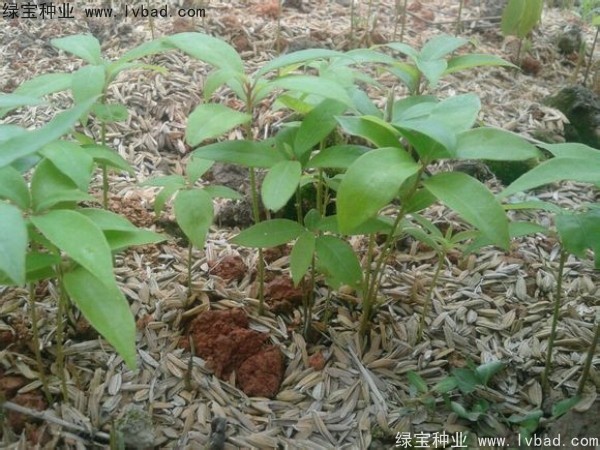 金絲<a href='http://njszjj.com/linmuzhongzi/2266.html' target='_blank'>楠木種子</a>