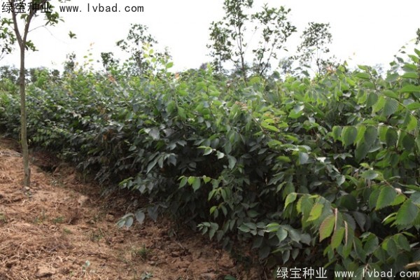 <a href='http://njszjj.com/linmuzhongzi/1844.html' target='_blank'>櫸樹</a><a href='http://njszjj.com/' target='_blank'>種子</a>