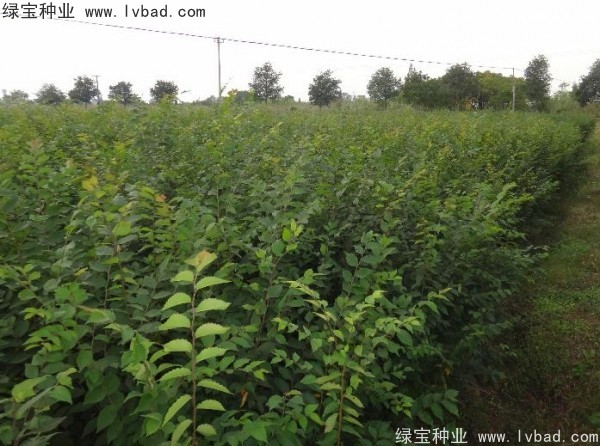 <a href='http://njszjj.com/linmuzhongzi/1844.html' target='_blank'>櫸樹種子</a>