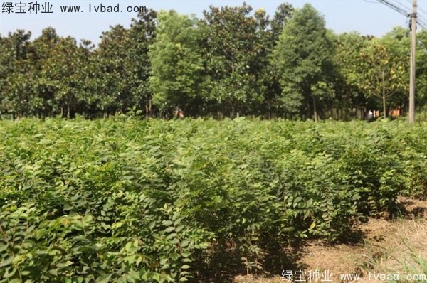 <a href='http://njszjj.com/linmuzhongzi/1844.html' target='_blank'>櫸樹種子</a>