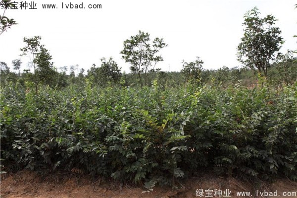 櫸樹<a href='http://njszjj.com/' target='_blank'>種子</a>