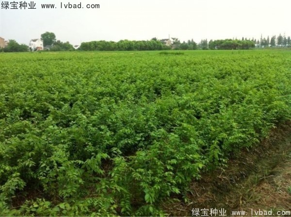 <a href='http://njszjj.com/linmuzhongzi/1844.html' target='_blank'>櫸樹種子</a>