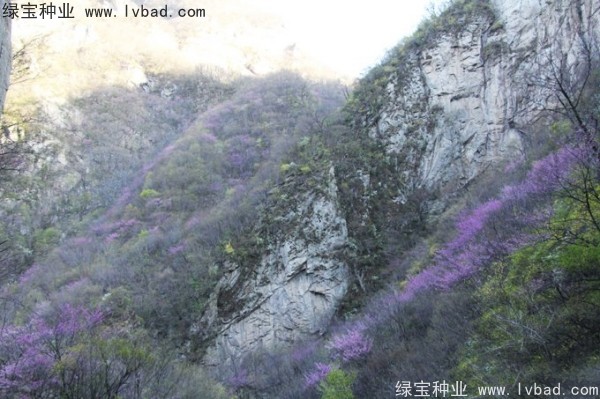 巨<a href='http://njszjj.com/linmuzhongzi/1760.html' target='_blank'>紫荊</a><a href='http://njszjj.com/' target='_blank'>種子</a>