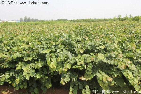 巨<a href='http://njszjj.com/linmuzhongzi/1760.html' target='_blank'>紫荊種子</a>