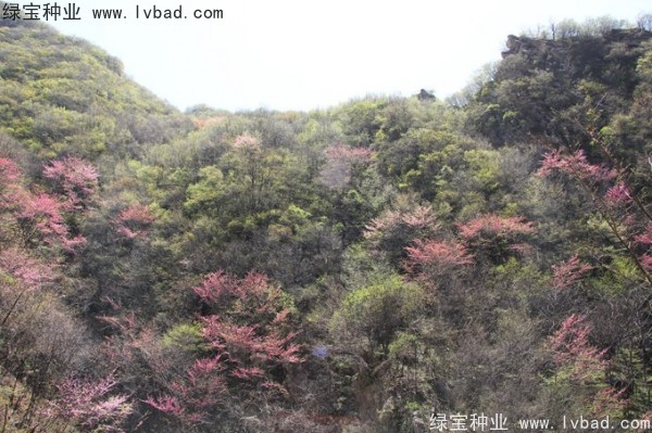 <a href='http://njszjj.com/linmuzhongzi/1845.html' target='_blank'>巨紫荊</a><a href='http://njszjj.com/' target='_blank'>種子</a>