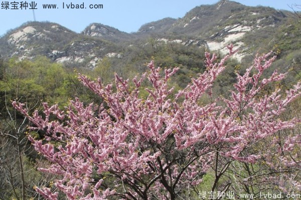 <a href='http://njszjj.com/linmuzhongzi/1845.html' target='_blank'>巨紫荊</a>種子