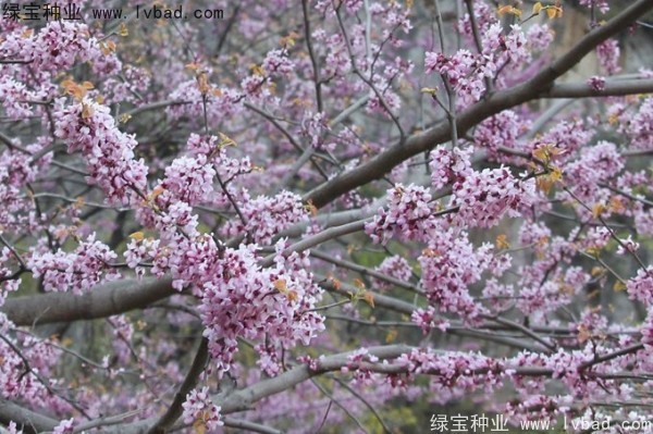 巨<a href='http://njszjj.com/linmuzhongzi/1760.html' target='_blank'>紫荊種子</a>