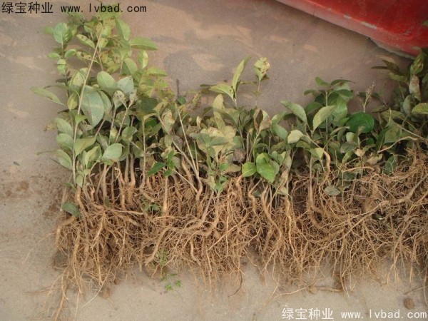 <a href='http://njszjj.com/linmuzhongzi/1846.html' target='_blank'>流蘇種子</a>