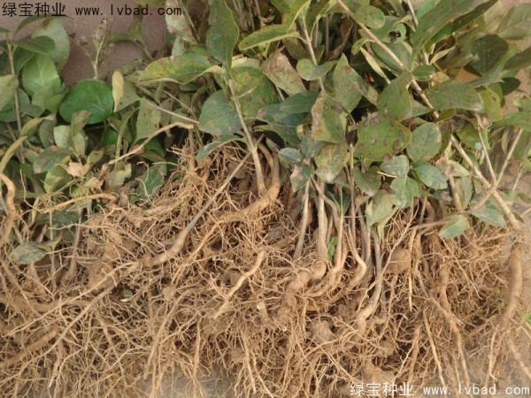 <a href='http://njszjj.com/linmuzhongzi/1846.html' target='_blank'>流蘇</a><a href='http://njszjj.com/' target='_blank'>種子</a>