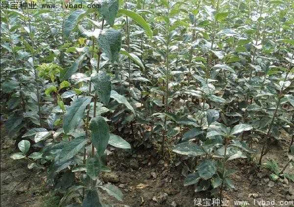 <a href='http://njszjj.com/linmuzhongzi/1846.html' target='_blank'>流蘇種子</a>