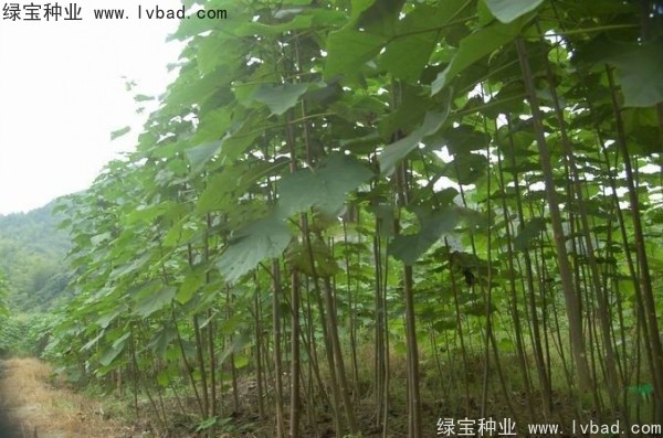 泡桐<a href='http://njszjj.com/' target='_blank'>種子</a>
