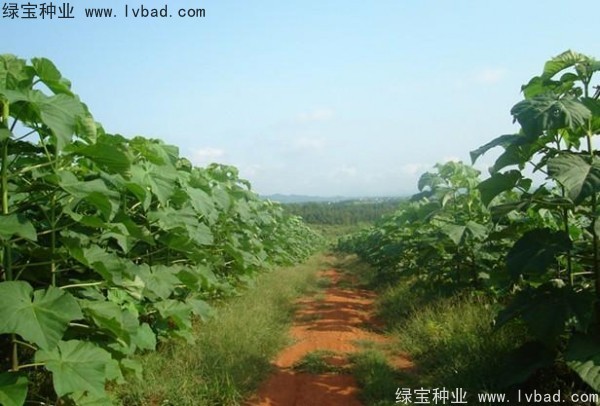 <a href='http://njszjj.com/linmuzhongzi/1848.html' target='_blank'>泡桐種子</a>