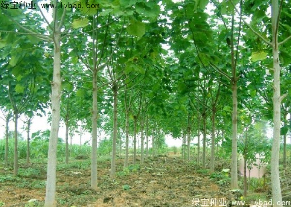 <a href='http://njszjj.com/linmuzhongzi/1848.html' target='_blank'>泡桐種子</a>