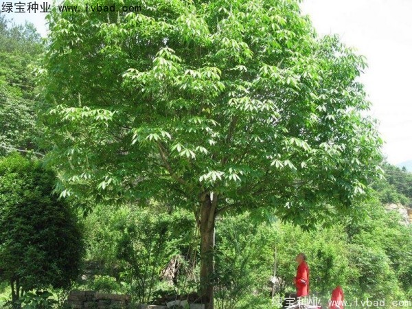 <a href='http://njszjj.com/linmuzhongzi/1849.html' target='_blank'>七葉樹種子</a>