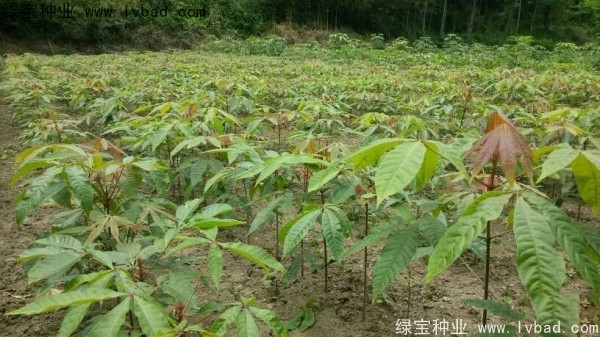 七葉樹<a href='http://njszjj.com/' target='_blank'>種子</a>