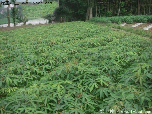 <a href='http://njszjj.com/linmuzhongzi/1849.html' target='_blank'>七葉樹</a><a href='http://njszjj.com/' target='_blank'>種子</a>