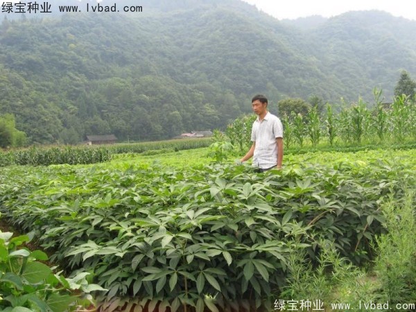 <a href='http://njszjj.com/linmuzhongzi/1849.html' target='_blank'>七葉樹種子</a>