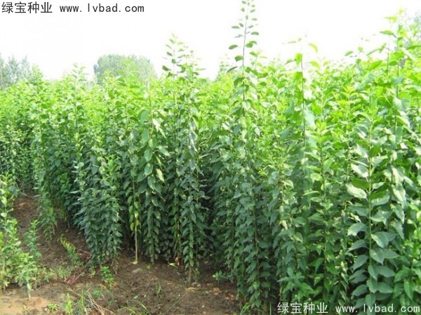 <a href='http://njszjj.com/linmuzhongzi/1850.html' target='_blank'>絲棉木種子</a>