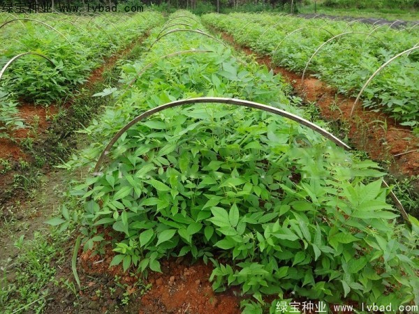 <a href='http://njszjj.com/linmuzhongzi/1851.html' target='_blank'>銅錢柳種子</a>