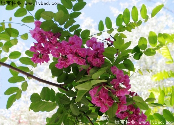 <a href='http://njszjj.com/linmuzhongzi/1852.html' target='_blank'>香花槐種子</a>