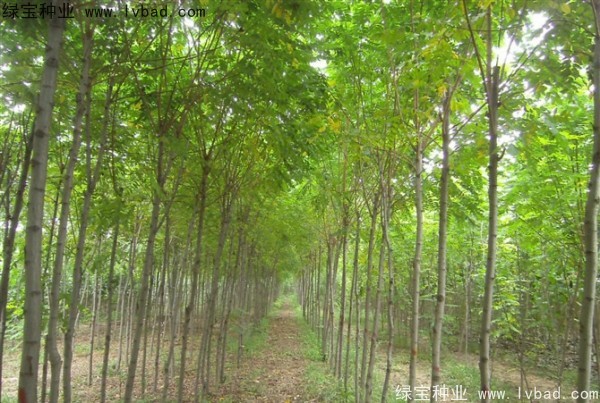 <a href='http://njszjj.com/linmuzhongzi/1852.html' target='_blank'>香花槐種子</a>