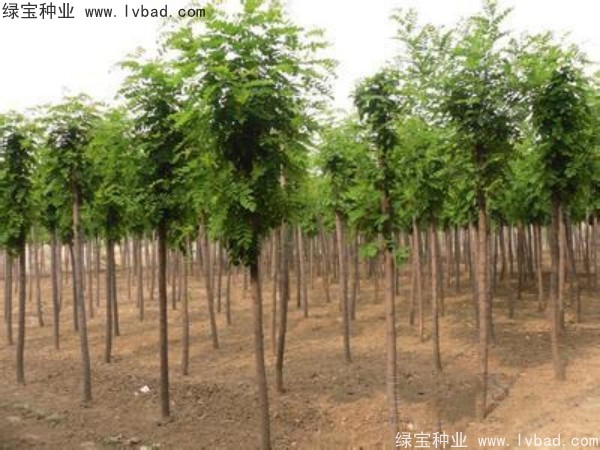 <a href='http://njszjj.com/linmuzhongzi/1852.html' target='_blank'>香花槐</a><a href='http://njszjj.com/' target='_blank'>種子</a>