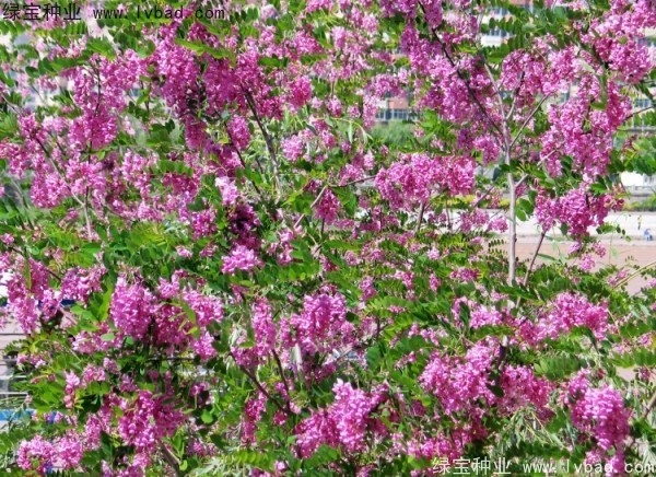 香花槐<a href='http://njszjj.com/' target='_blank'>種子</a>