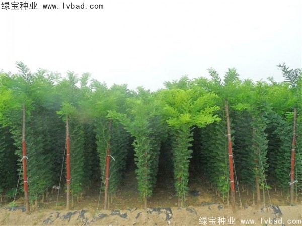 <a href='http://njszjj.com/linmuzhongzi/1852.html' target='_blank'>香花槐種子</a>