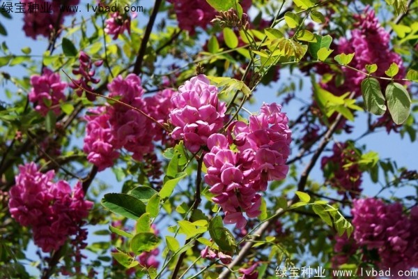 香花槐<a href='http://njszjj.com/' target='_blank'>種子</a>