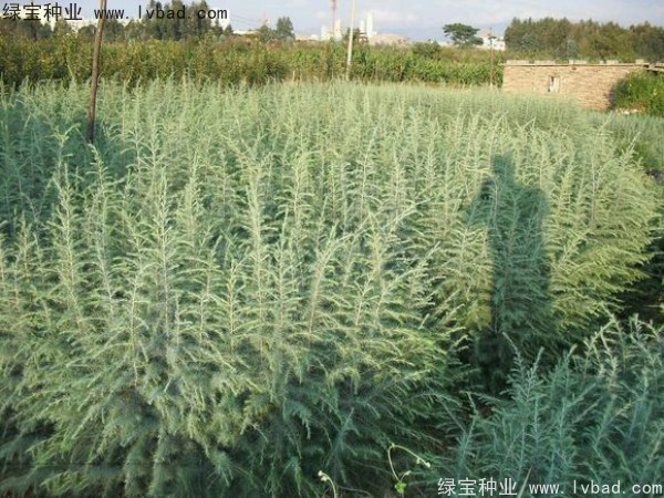 <a href='http://njszjj.com/linmuzhongzi/1853.html' target='_blank'>雪松種子</a>