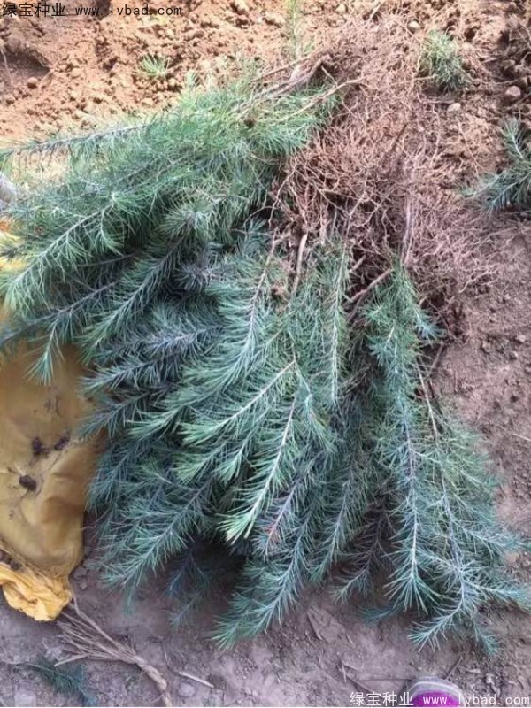 雪松<a href='http://njszjj.com/' target='_blank'>種子</a>