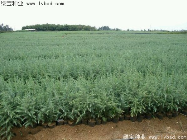 <a href='http://njszjj.com/linmuzhongzi/1853.html' target='_blank'>雪松種子</a>