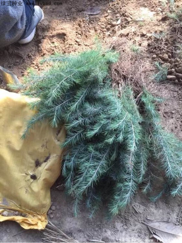 雪松<a href='http://njszjj.com/' target='_blank'>種子</a>