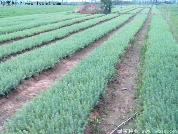 <a href='http://njszjj.com/linmuzhongzi/1853.html' target='_blank'>雪松種子</a>