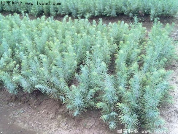 雪松<a href='http://njszjj.com/' target='_blank'>種子</a>