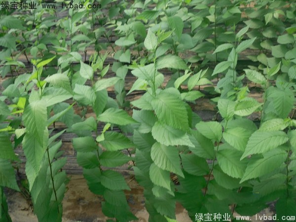 <a href='http://njszjj.com/linmuzhongzi/1854.html' target='_blank'>榆樹種子</a>