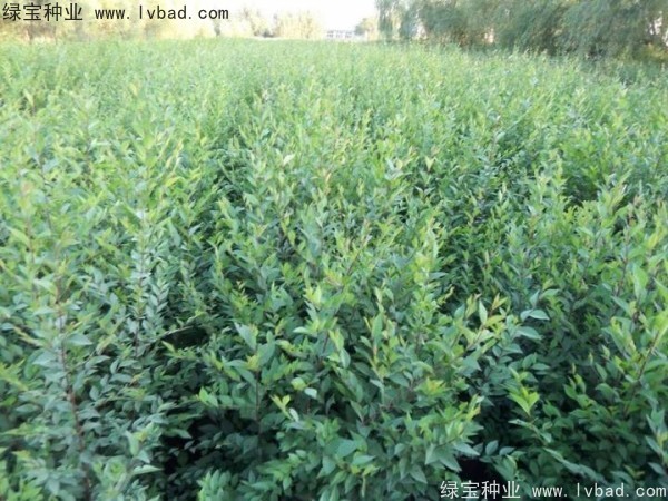 <a href='http://njszjj.com/linmuzhongzi/1854.html' target='_blank'>榆樹種子</a>