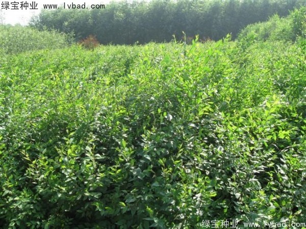 <a href='http://njszjj.com/linmuzhongzi/1854.html' target='_blank'>榆樹種子</a>