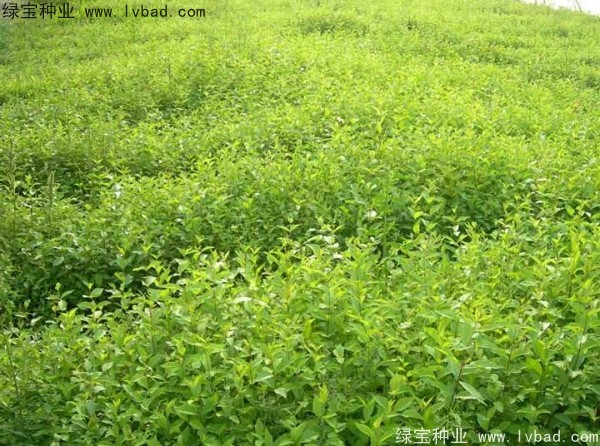 榆樹<a href='http://njszjj.com/' target='_blank'>種子</a>