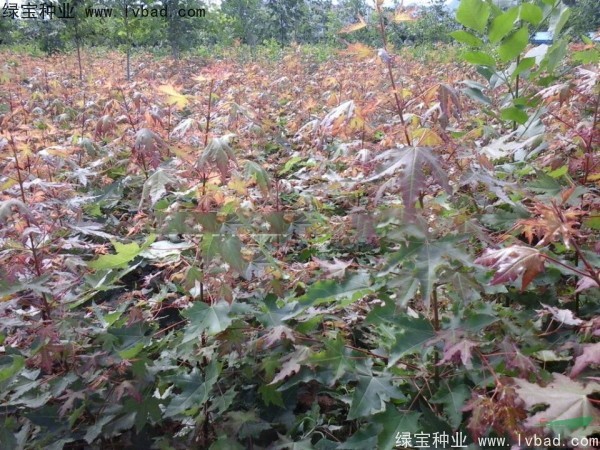 <a href='http://njszjj.com/linmuzhongzi/1855.html' target='_blank'>元寶楓</a><a href='http://njszjj.com/' target='_blank'>種子</a>