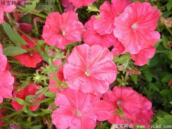 <a href='http://njszjj.com/caohuazhongzi/1017.html' target='_blank'>矮牽牛種子</a>
