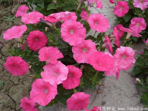 <a href='http://njszjj.com/caohuazhongzi/1017.html' target='_blank'>矮牽牛</a>種子