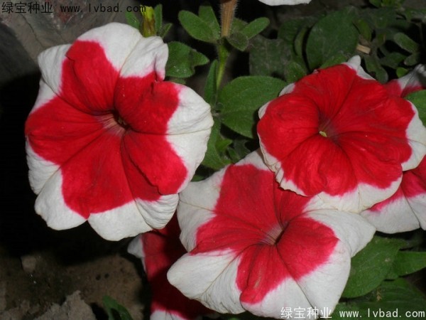 <a href='http://njszjj.com/caohuazhongzi/1017.html' target='_blank'>矮牽牛</a>種子