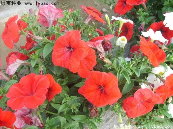 <a href='http://njszjj.com/caohuazhongzi/1017.html' target='_blank'>矮牽牛種子</a>