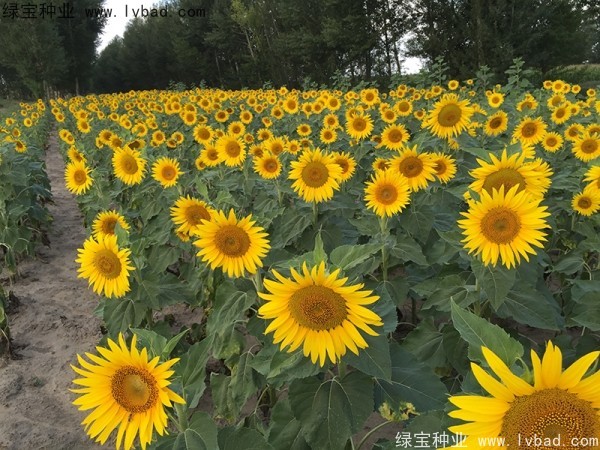<a href='http://njszjj.com/caohuazhongzi/1018.html' target='_blank'>矮向日葵</a>圖片