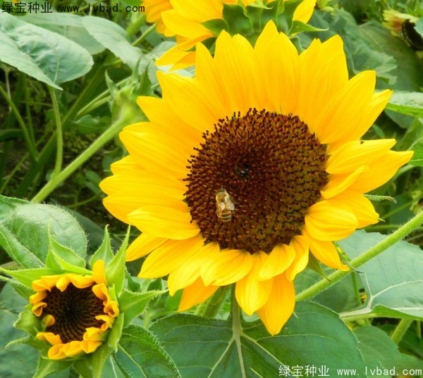 矮<a href='http://njszjj.com/caohuazhongzi/97271.html' target='_blank'>向日葵</a>圖片