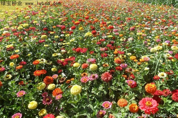<a href='http://njszjj.com/caohuazhongzi/1020.html' target='_blank'>百日草種子</a>